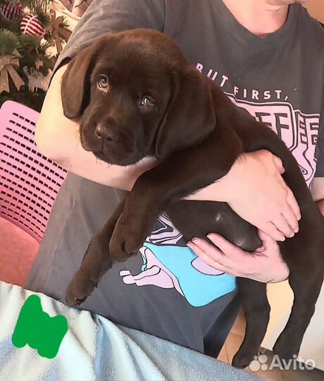 Щенки лабрадора