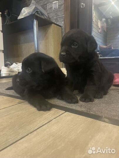 Лабрадор щенки