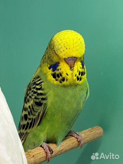 Выставочные волнистые попугаи, хагоромо