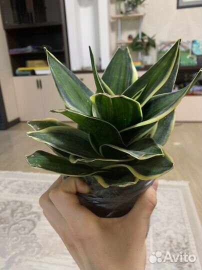 Сансевиерия