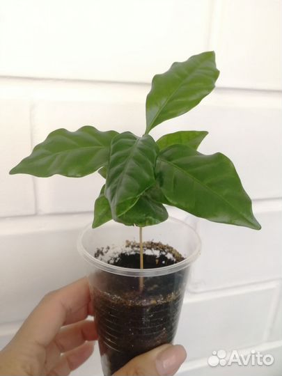 Кофейное дерево