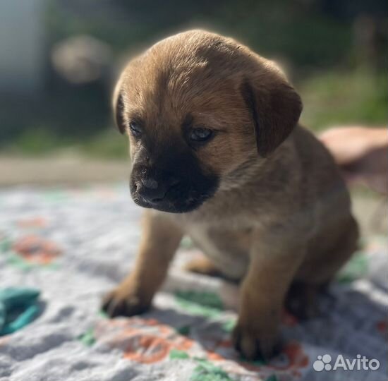 Щенки бесплатно