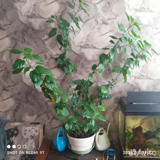 Гибискус китайская роза