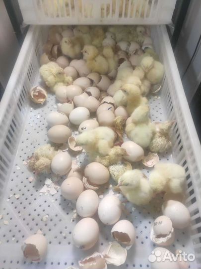 Цыплята бройлеры росс 308