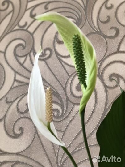 Экзотический красавец-спатифиллум