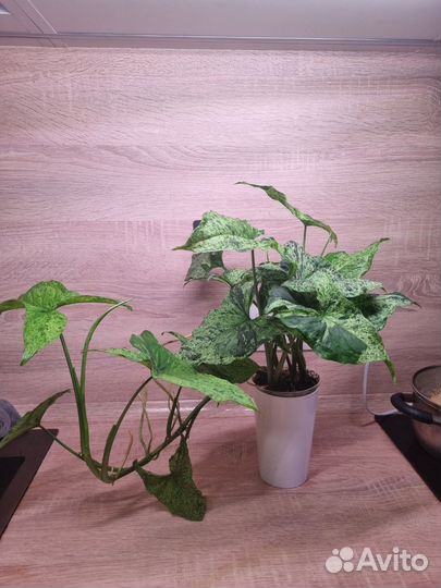 Сингониум империал вайт, моттлед