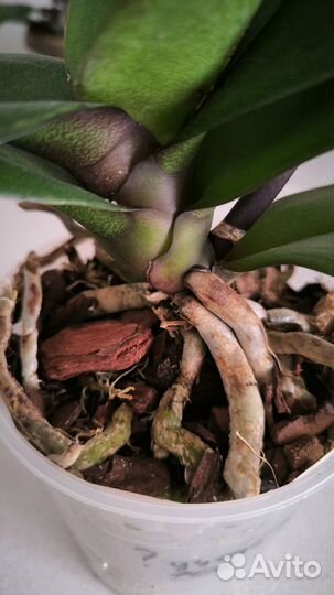 Две орхидеи фаленопсис