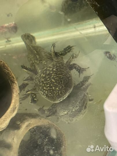 Аксолотль 20см