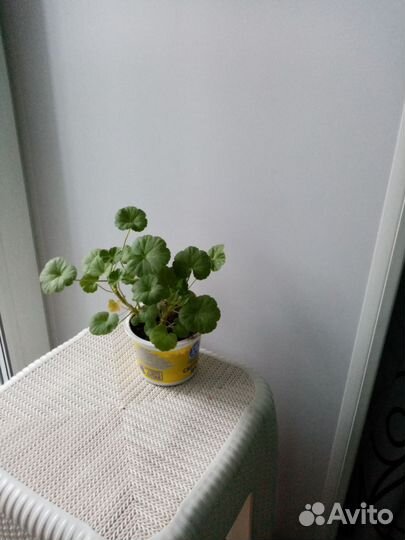 Отводки грани белой, бегонии, алое