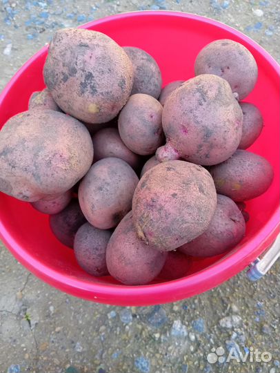 Продам картофель урожай 2023