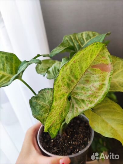 Сингониум конфетти