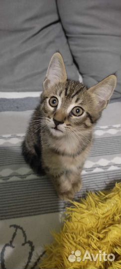 Котенок мальчик в добрые руки