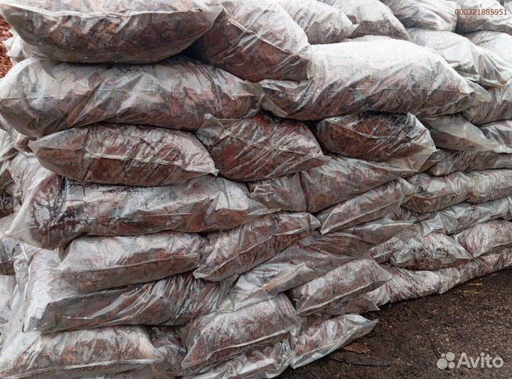 Лиственница: кора, полная жизни