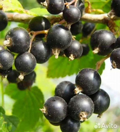 Саженцы смородины