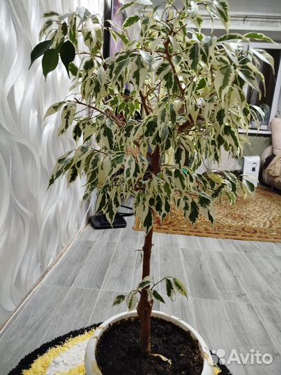 Фикус бенджамина