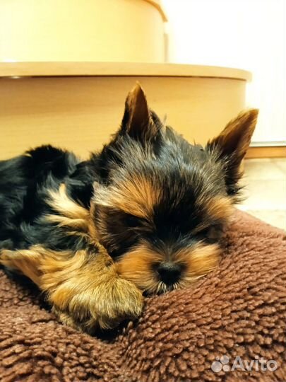 Йоркширский терьер мини беби фейс щенки