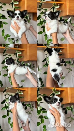 Щенки чихуахуа девочки