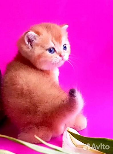 Золотая шиншилла