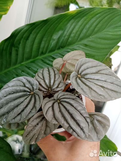 Пеперомии сортовые