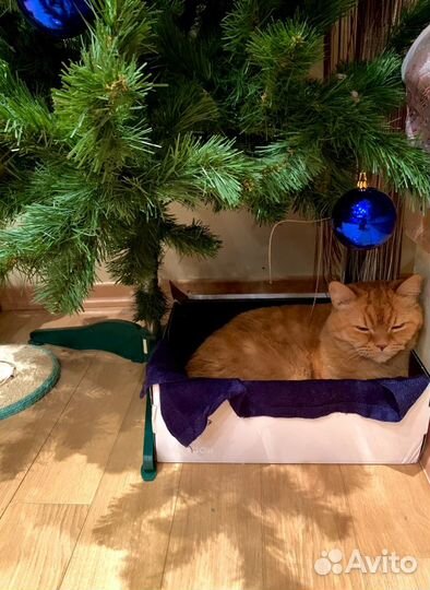 Передержка кошек