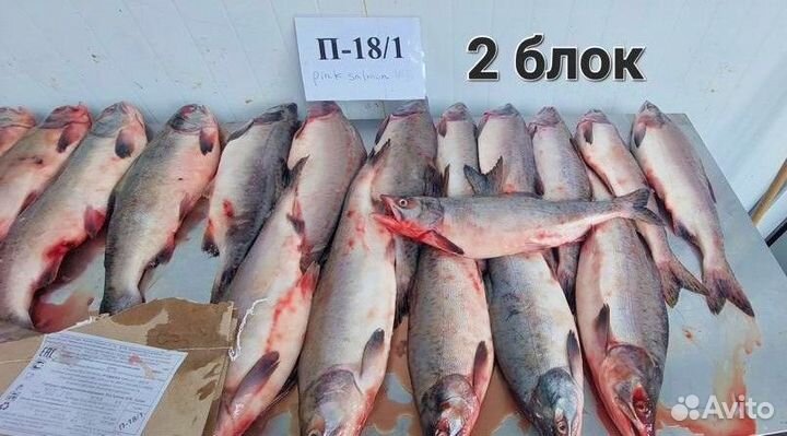 Горбуша непотрошеная