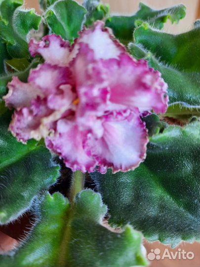 Фиалки (детки )