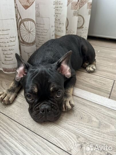 Французский бульдог