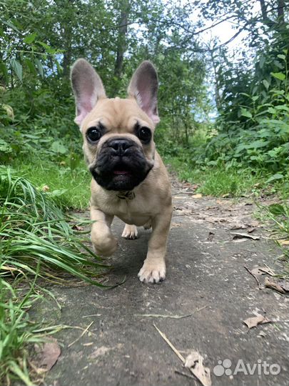 Фотосессия с щенком французского бульдога