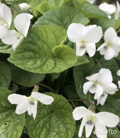 Многолетники