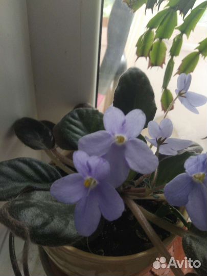 Кактус.Эхинопсис. Фиалки