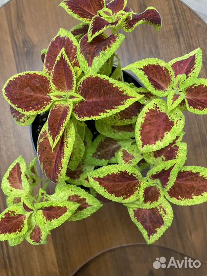 Продаю рассаду цветов колеус