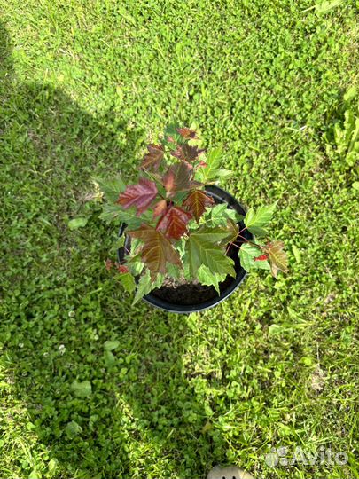 Клен гинала