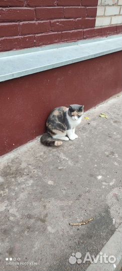 Кошечка ищет семью