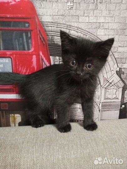 Котенок ищет дом