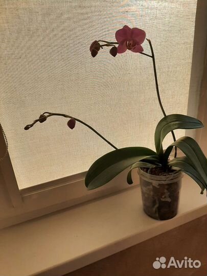 Орхидея фаленопсис