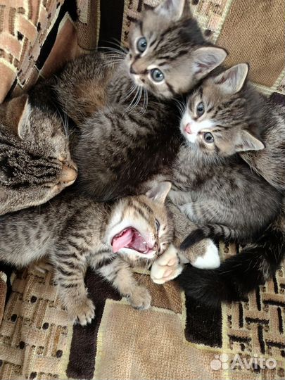 Кошки в добрые руки бесплатно