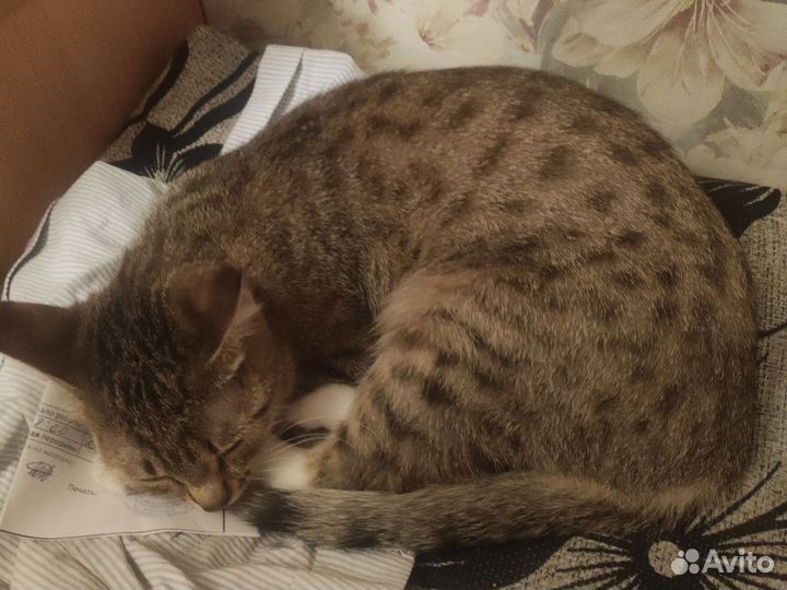 Кошка