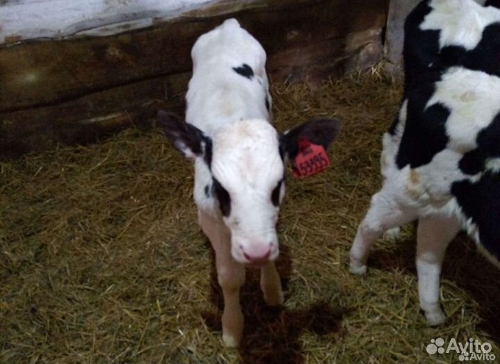 Телята бычки
