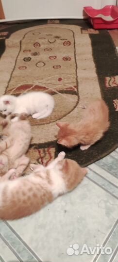 Рыжие котята