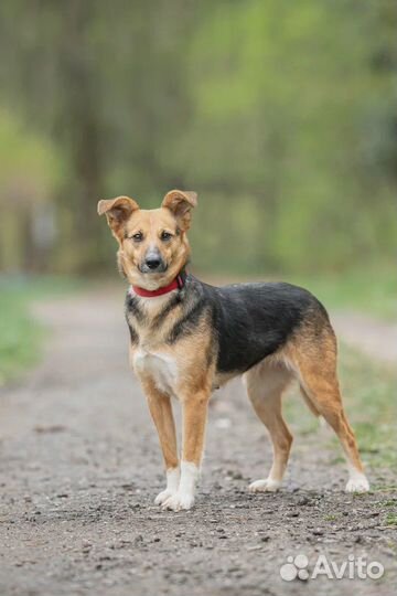 Собака в добрые руки