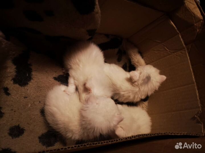Котята котенок