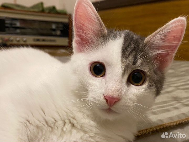 Кошка, котята
