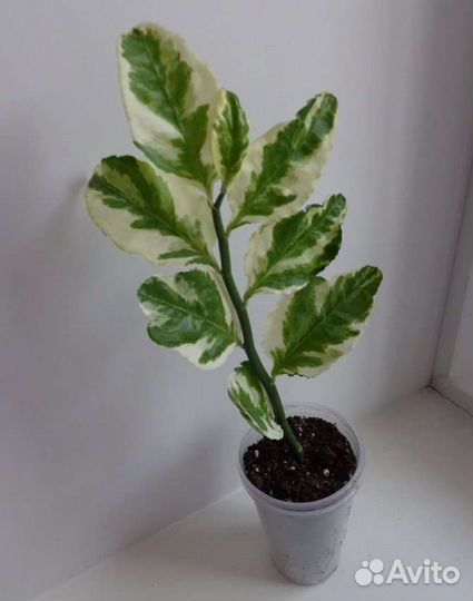 Педилантус, офисные цветы