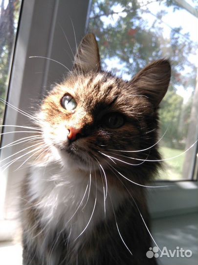 Передержка животных