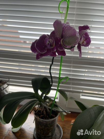 Орхидея