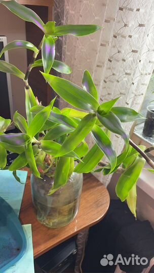 Растение золотой ус