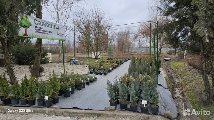 Саженцы хвойных растений туя, можжевельник