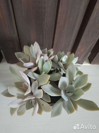 Суккуленты