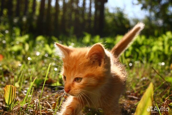 Котята от кошки крысоловки