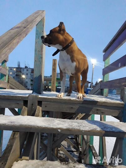 Амстафф вязка